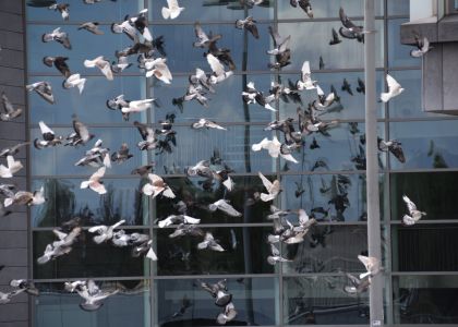 seagulls flying